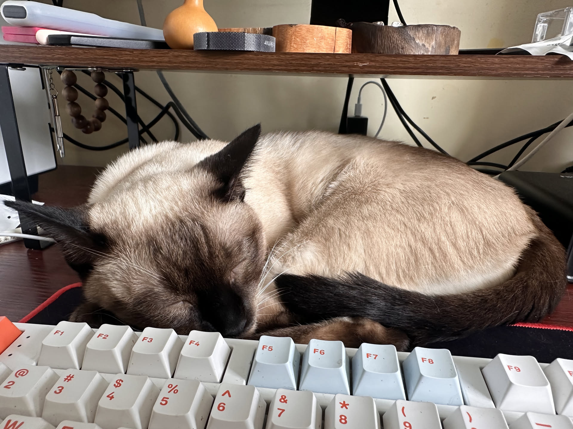 my-Siamese-cat