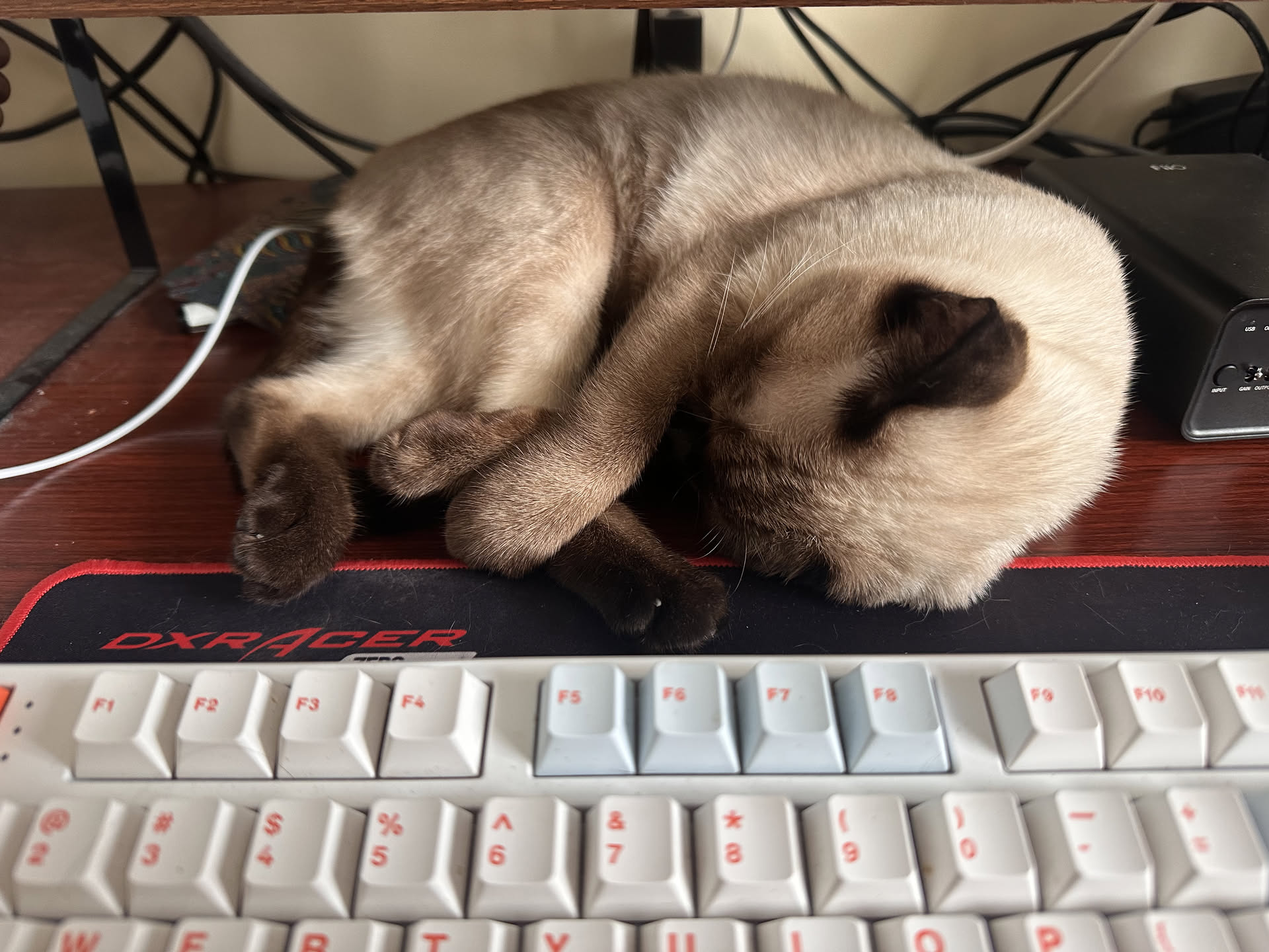 my-Siamese-cat